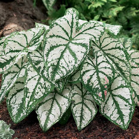 Van Zyverden Caladiums Fancy Leaf White Christmas Bulbs (Set of 6 ...