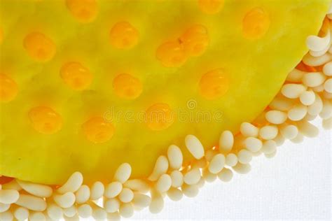 Lotus seed pod stock image. Image of food, petal, plant - 17134221