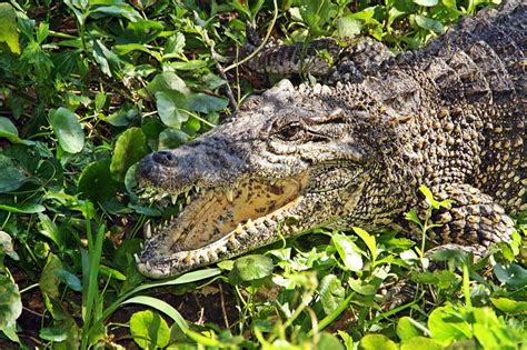 Cocodrilo De Cuba Cocodrilo Cubano Rhombifer Del Crocodylus Imagen De