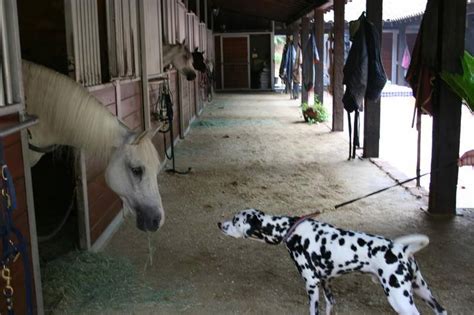 The Dalmatian x Horse Relationship