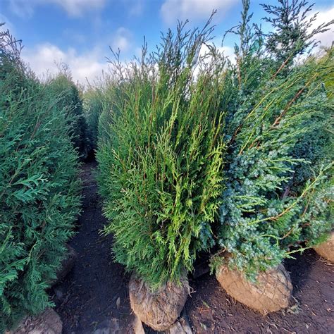 Туя вагнера в ландшафтном дизайне (61 фото) - красивые картинки и HD фото