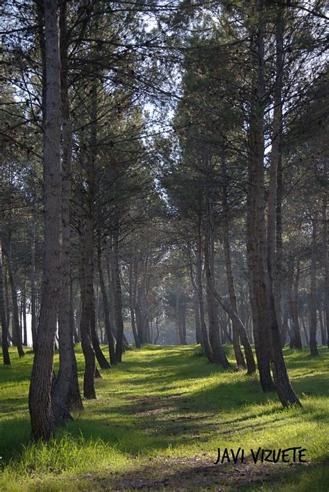 Bosque Polvoranca Paisajes Comunidad Nikonistas