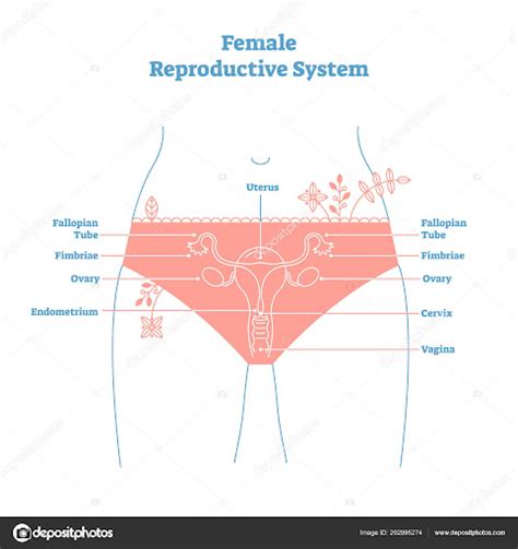 Female Body Parts Labeled File Vue Antérieure De Humain De Sexe Féminin Et Masculin