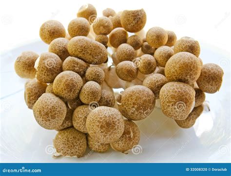 Brown beech mushrooms stock photo. Image of edible, cuisine - 32008320