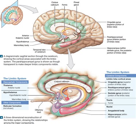 14.8: The limbic system is a group of nuclei and tracts that functions ...