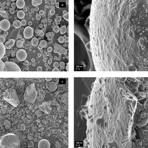 Scanning Electron Micrographs Representing The Morphology Of Untreated