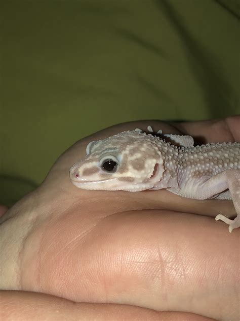 how to gecko weak without vet 6