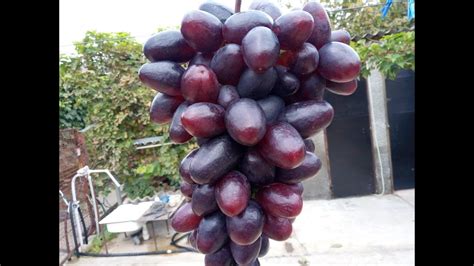 Виноград Сорт Богатырь Фото Описание – Telegraph