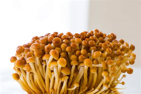 Enokitake Mushroom Stock Photos, Pictures & Royalty-Free Images - iStock