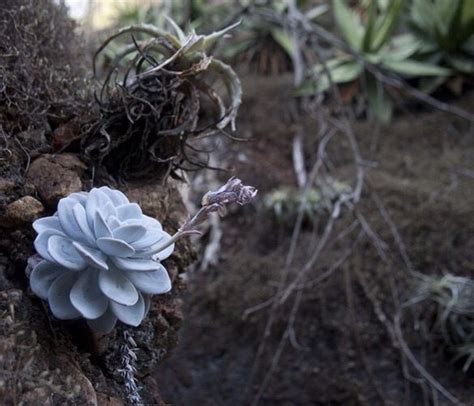 Echeveria Laui The Species Grows At About 500 M 1650 Ft Altitude In