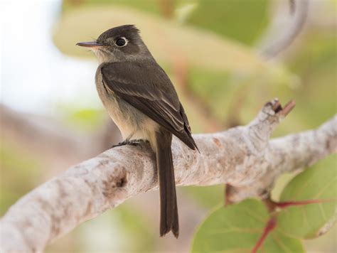 CUBA: Birds, Bath and Beyond (February 2016)