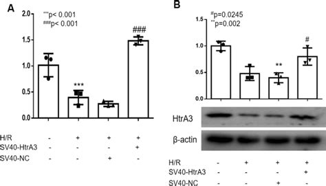 Overexpression Of Htra3 Were Transfected In Hk2 Cells A Real Time