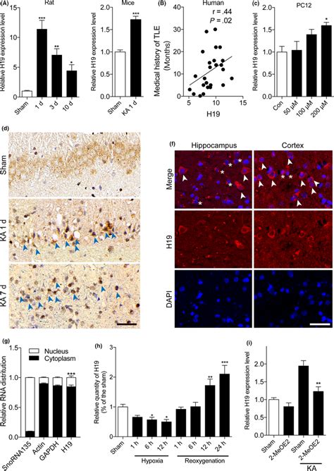 Status Epilepticus SE Induced Hypoxia Promoted H19 Expression The