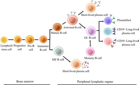 Frontiers Telitacicept For Autoimmune Nephropathy