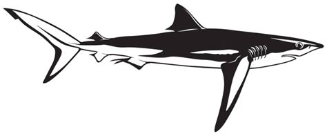 Vector Illustration Of A Doodlestyle Sea Shark Line Illustration