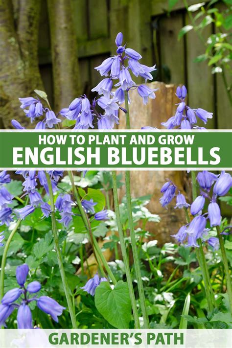 How To Plant And Grow English Bluebells Gardeners Path