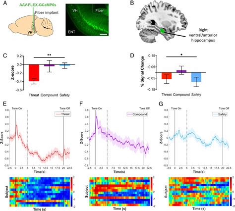 Ventral Hippocampus Interacts With Prelimbic Cortex During Inhibition