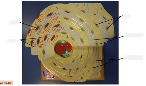 Osteon Model Diagram Quizlet