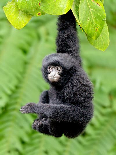 Siamang - Symphalangus syndactylus