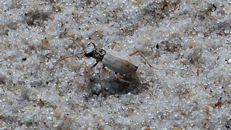 Ghost Tiger Beetle Ellipsoptera Lepida 72815 Worcester Flickr