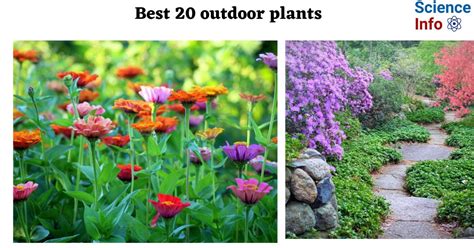 Best 20 Outdoor Plants for a Vibrant Garden