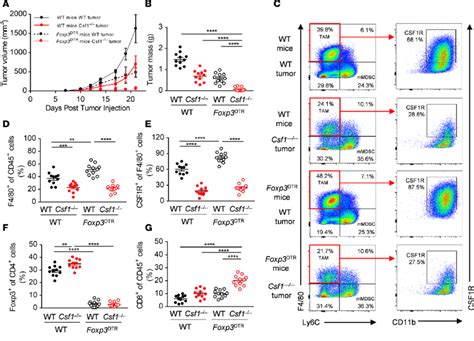 Depletion Of CSF1R Macrophages Synergizes With Genetic Ablation Of