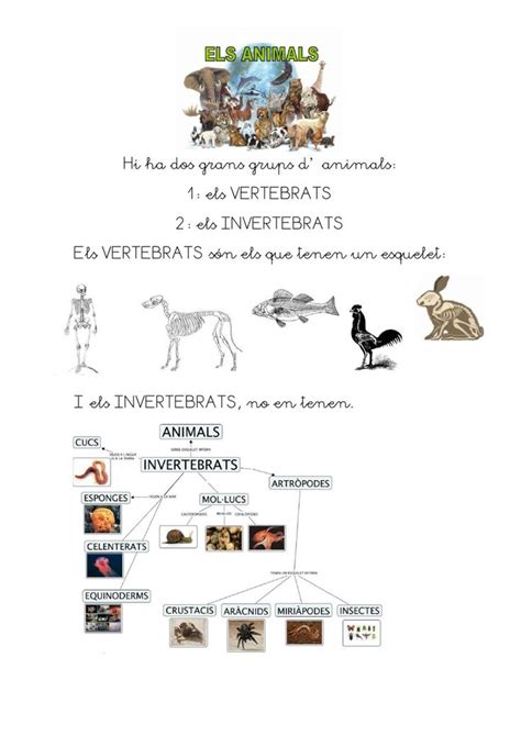 El Regne animal worksheet | Animal worksheets, Worksheets, Animals