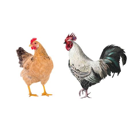 vintage chicken collage clip art sheet printable chicken images