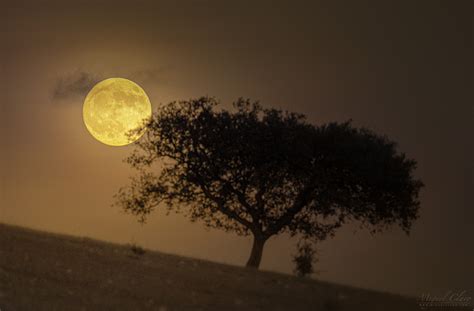 A Golden Moon Rises Above The Fields Of Portugals Dark Sky Alqueva