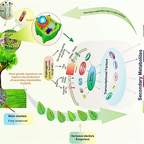 Diagram Of Sugarcane Showing The New And Mature Leaf Samples And