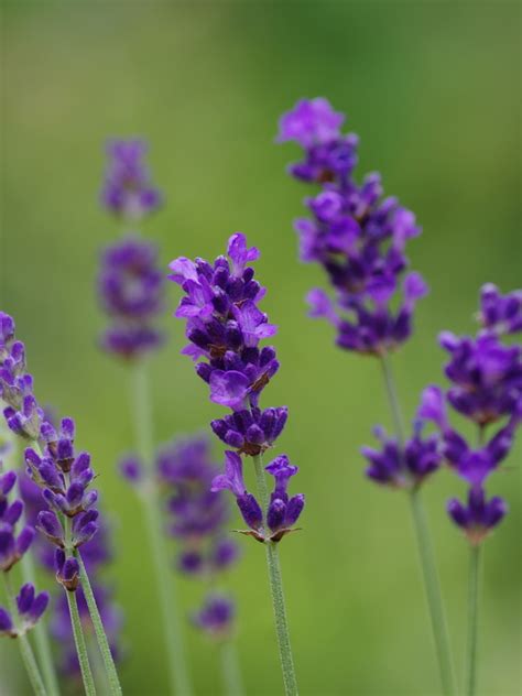 Lavandula Angustifolia Hidcote Beth Chattos Plants