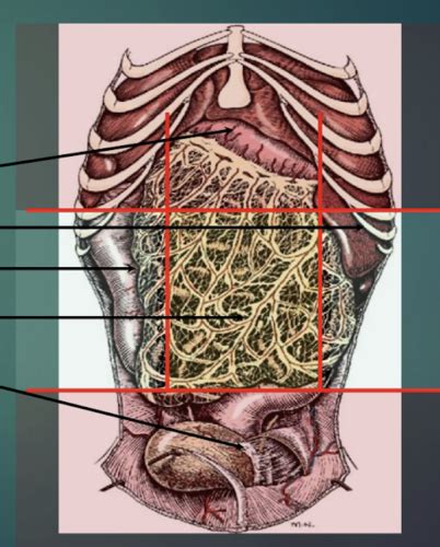 4 Surgical Anatomy Of The Abdomen Flashcards Quizlet