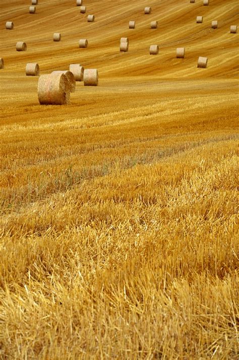 Hay Bales Harvest Field Free Photo On Pixabay Pixabay