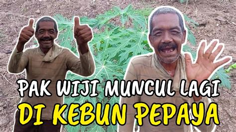 UPDATE KONDISI TERBARU KEBUN INDES WAKTUNYA PERAWATAN PASCA KEMARAU