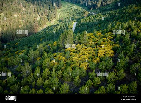 Aerial Photograph Of Biriya Forest In The Upper Galilee Stock Photo Alamy