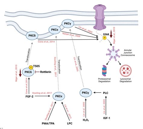 Figure 2 from Role of Connexin 43 phosphorylation on Serine-368 by PKC ...