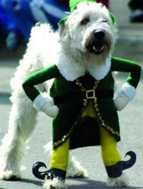 Ten Funny Festive Dogs In Elf Costumes For Christmas Cheer