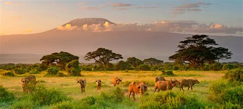 Kenya Safari Tour For Solo Travelers Ef Go Ahead Tours