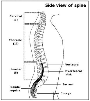 labeling diagram spine - Clip Art Library