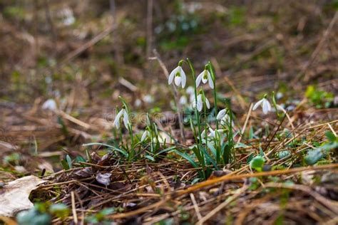 Snowdrop Galanthus Nivalis First Spring Flower White Flower With