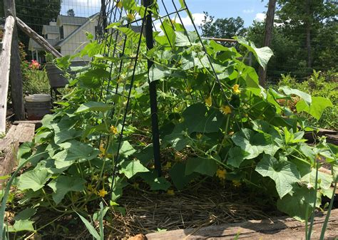 How To Grow Lots Of Cucumbers Farm Fresh For Life Real Food For Health And Wellness