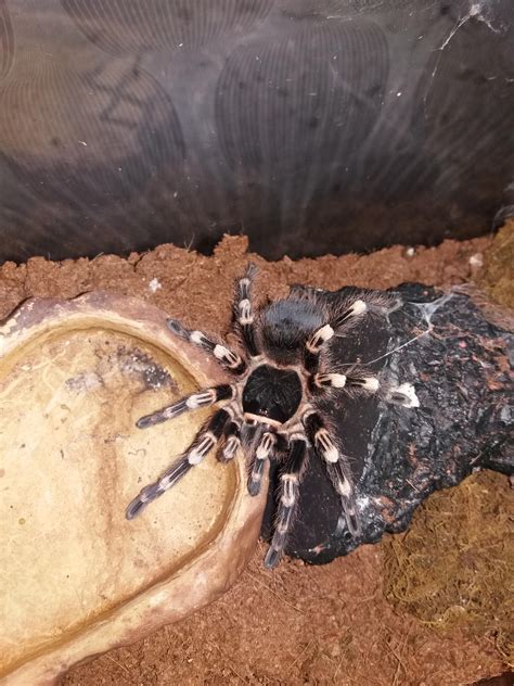 Giant White Knee Yeah Obviously Adorable Spider Rtarantulas