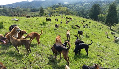 Costa Ricas ‘land Of The Strays Is A Canine Paradise Where Nearly