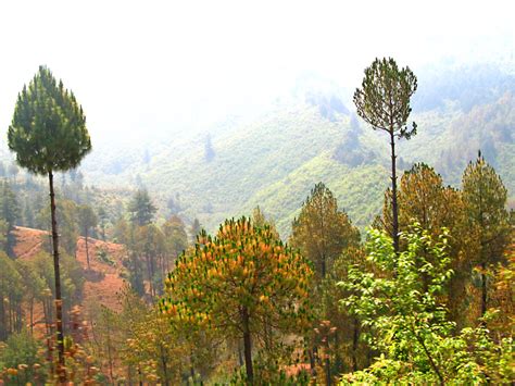 Trees trimmed for firewood rather than cut outright, Nepal - Happy Sleepy