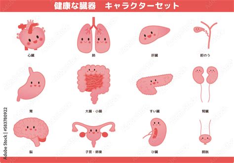 健康な臓器のキャラクター イラストセット Stock ベクター Adobe Stock