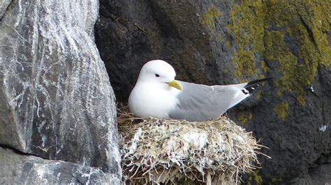 Black-legged Kittiwake | MarkEisingBirding