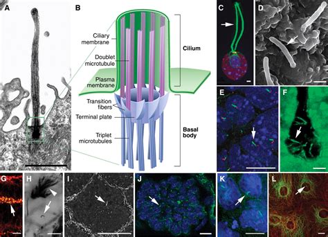 The Primary Cilium As The Cells Antenna Signaling At A Sensory Organelle Science