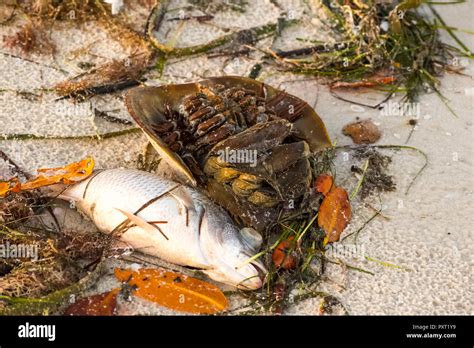 Dead sea creatures hi-res stock photography and images - Alamy