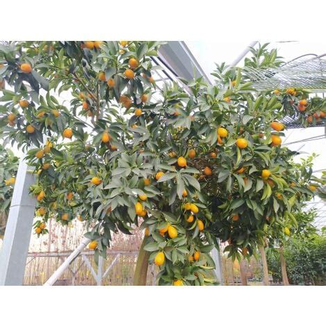 Kumquat Fortunella Margarita Mandarino Cinese Agrumi Di Sicilia