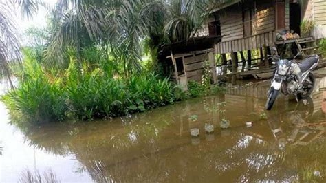 Genangan Air Muncul Di Kecamatan Sungai Kampar Di Pelalawan Meluap